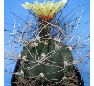 Астрофітум козеріг "Монтеррей" (3 шт.) / Astrophytum Capricorne f. Monterrey